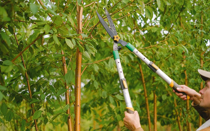 Tree trimming in Canisteo, NY